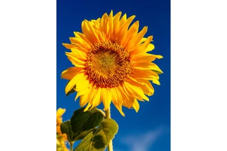 Vitamin ABC 2. rész - B vitaminok 1.rész
