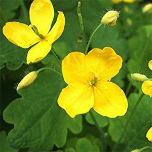 Chelidonine